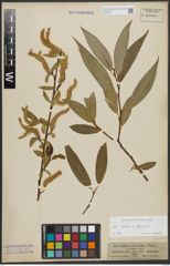 Foto von Salix alba L. x Salix fragilis L.